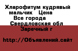 Хларофитум кудрявый мальчик › Цена ­ 30 - Все города  »    . Свердловская обл.,Заречный г.